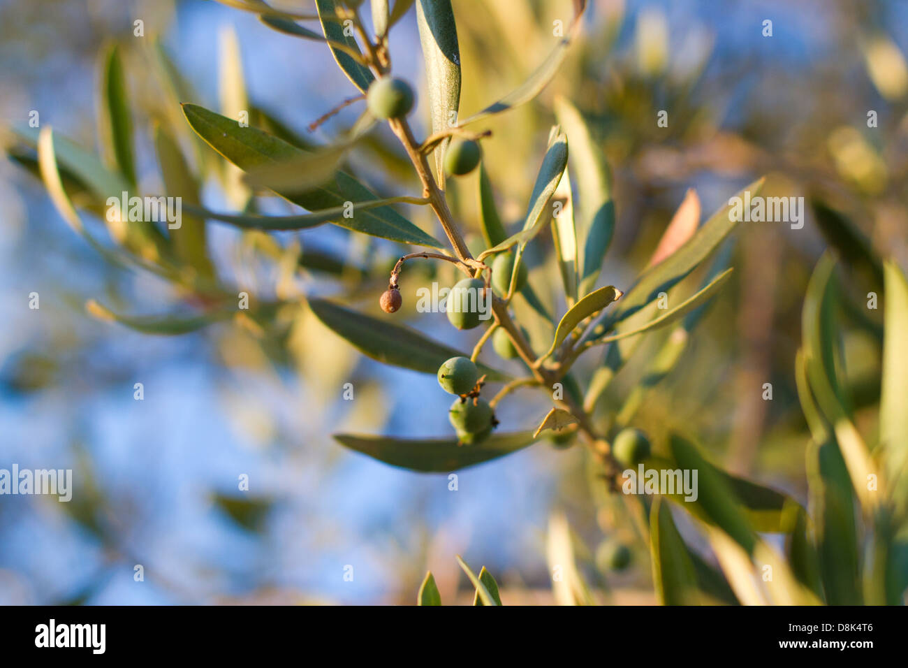 Detail eines Olivenbaums in Monaraz. Alentejo, Portugal. Stockfoto