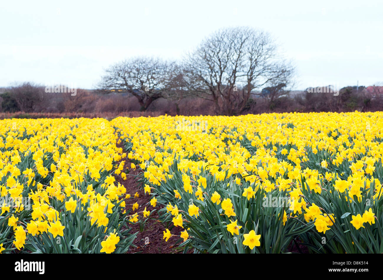 Narzissen Felder in Cornwall, Großbritannien Stockfoto