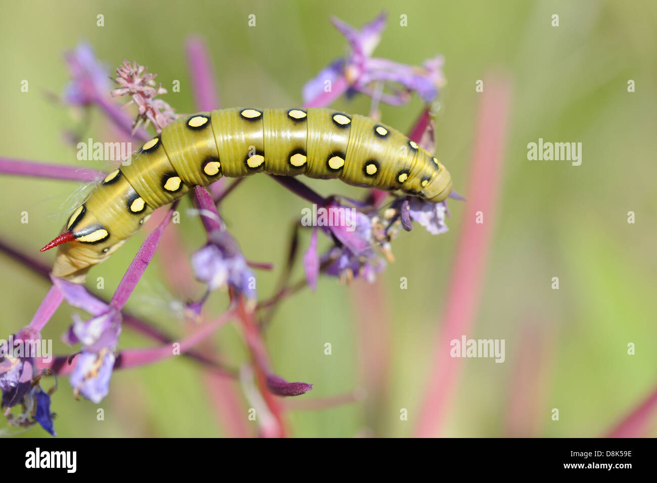 Stark Gallii Stockfoto