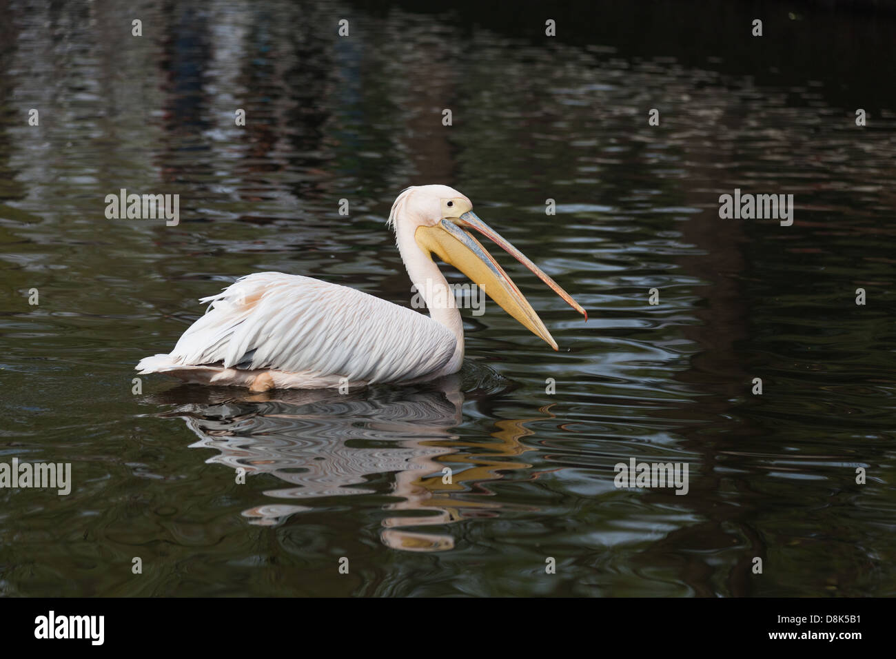 Spot-billed Pelican Nahaufnahme Schuss Stockfoto