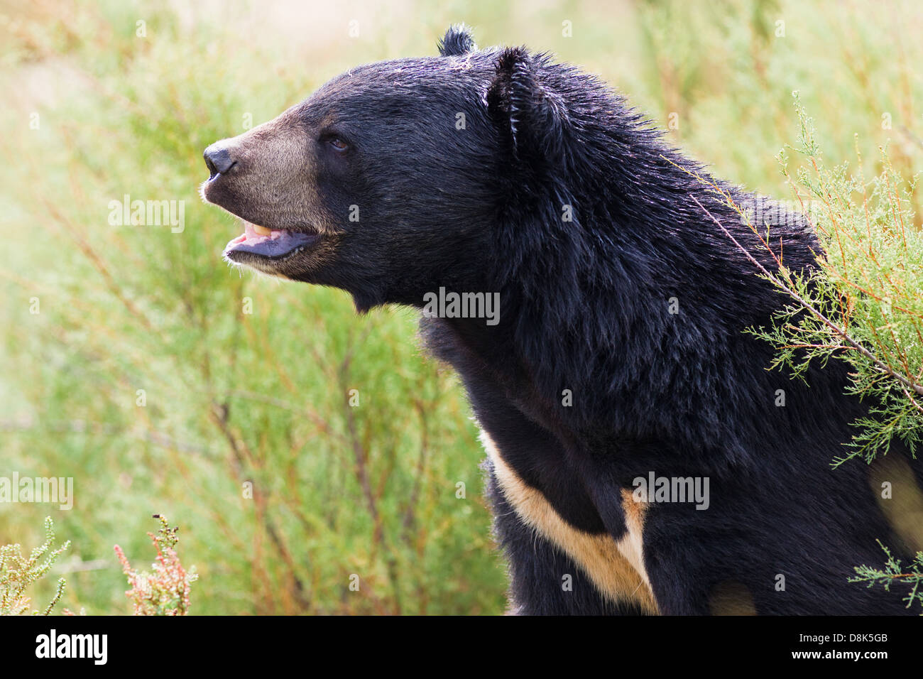 Asiatische Schwarzbären Porträt in der Natur Stockfoto