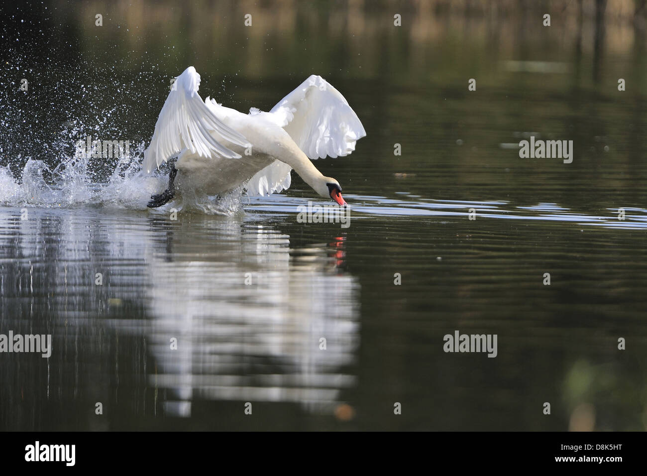 Mute swan Stockfoto