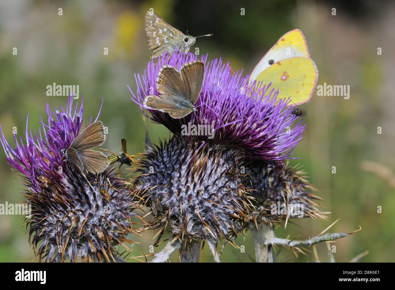 Schmetterlinge Stockfoto