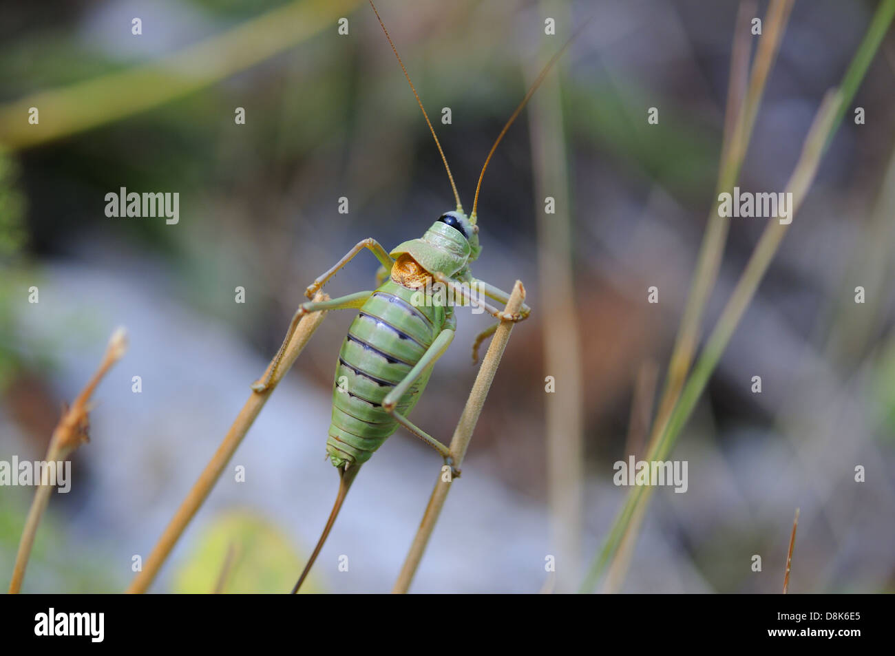 Polysarcus haben Stockfoto