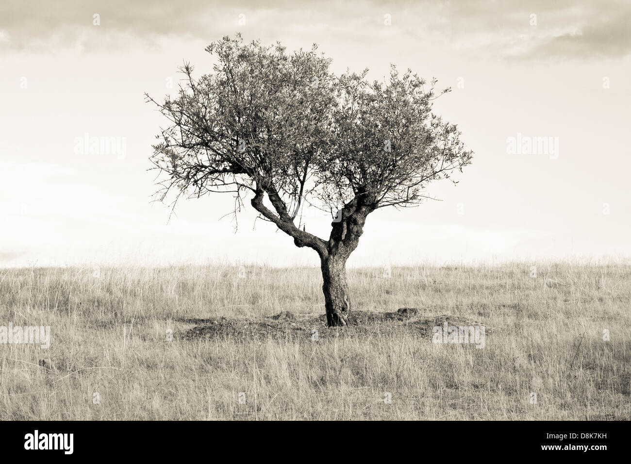 Ein Olivenbaum in Monaraz. Alentejo, Portugal. Stockfoto