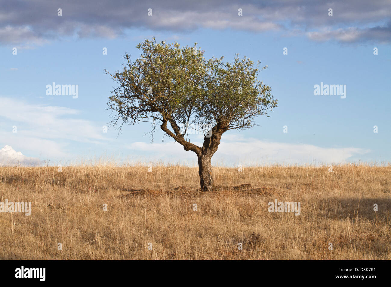 Ein Olivenbaum in Monaraz. Alentejo, Portugal. Stockfoto