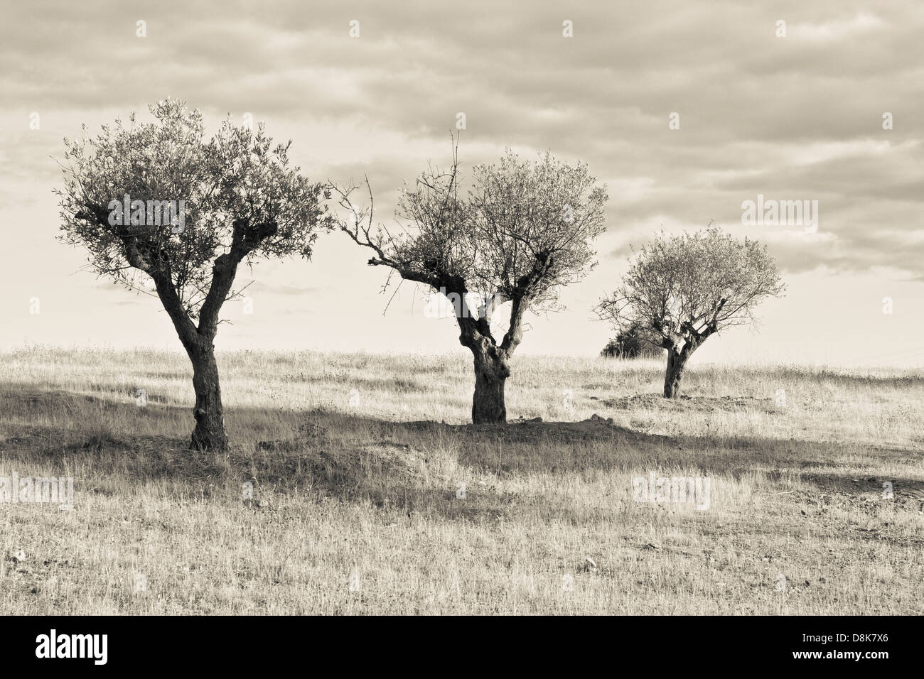 Drei Olivenbäume im Monaraz. Alentejo, Portugal. Stockfoto