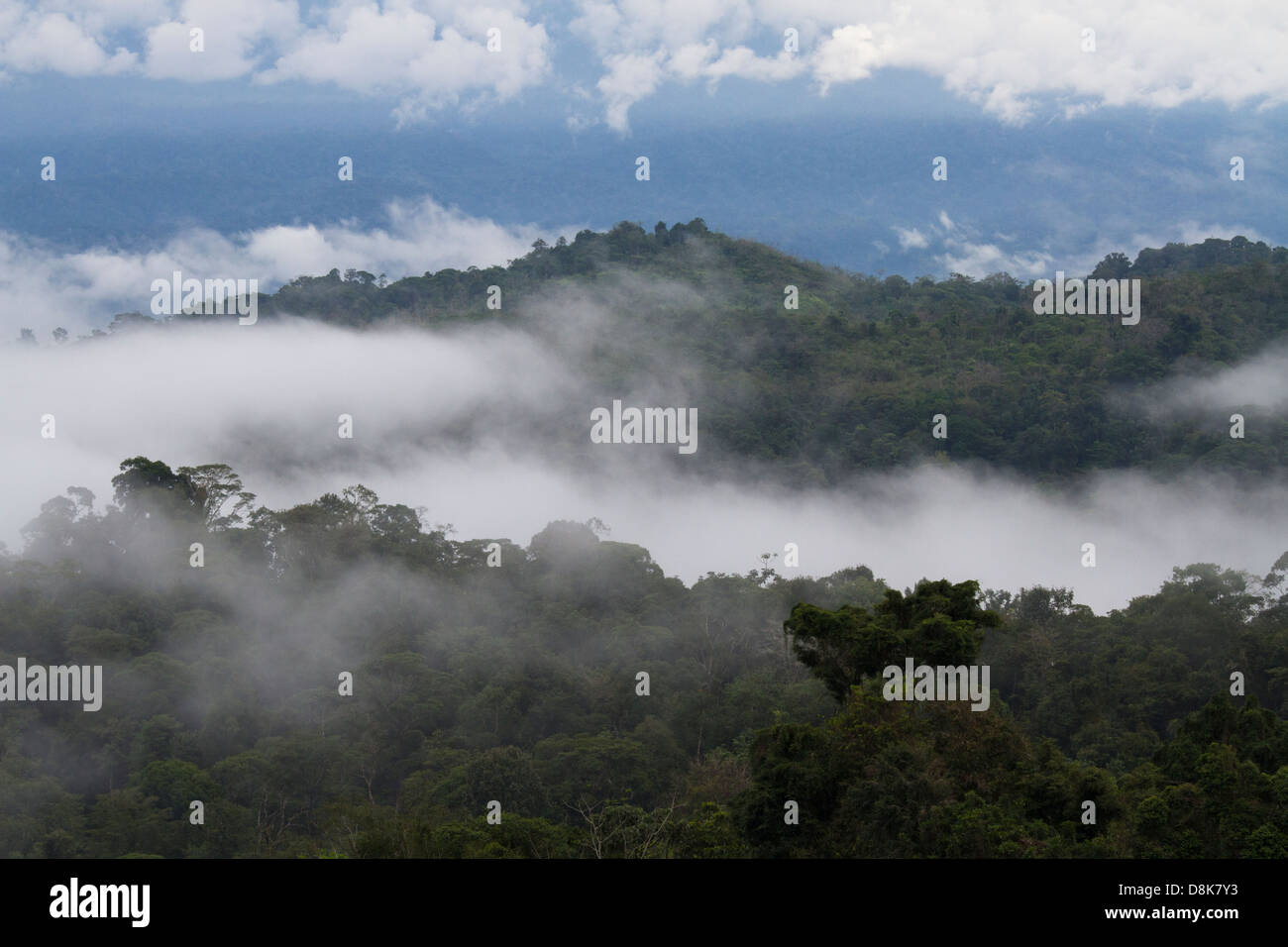 Nebelwald, Valle Central Highlands, Costa Rica Stockfoto