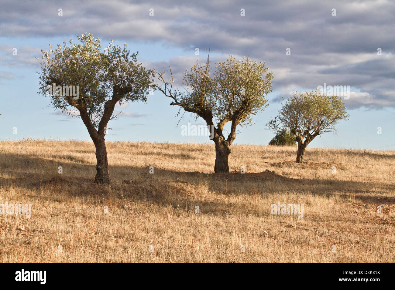 Drei Olivenbäume im Monaraz. Alentejo, Portugal. Stockfoto