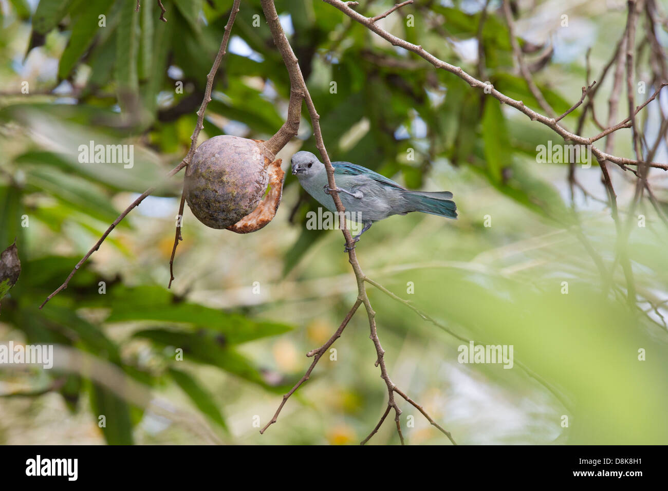 Blau-grau Tanager, Thraupis Episcopus, Nationalpark Tortuguero, Costa Rica Stockfoto