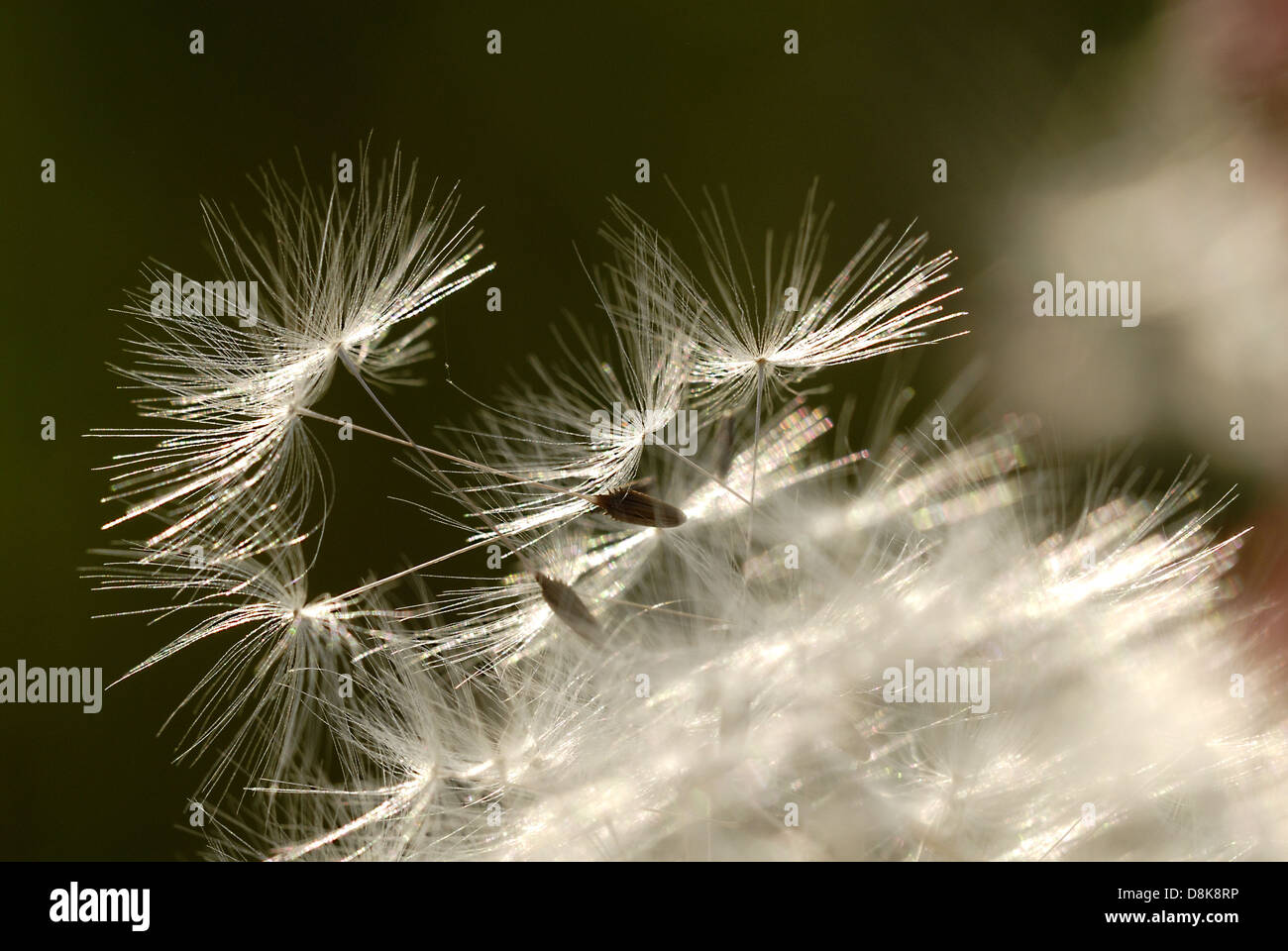 Löwenzahn Stockfoto