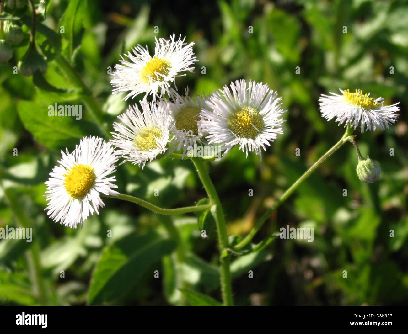 Winzige Gänseblümchen öffnen sich dem Sonnenlicht, ihre weißen Blüten und gelben Zentren schaffen ein fröhliches und zartes Aussehen. Gänseblümchen sind eine häufige Wildblume und ein Symbol für Einfachheit und Reinheit in der Natur. Stockfoto