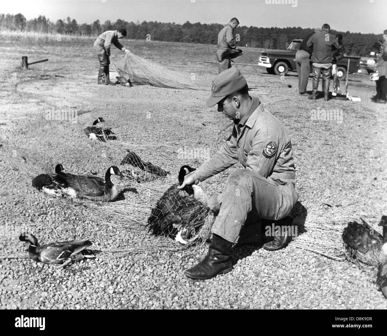 Fallenstellen und Streifenbildung Wasservögel Vintage Tierfoto. Stockfoto