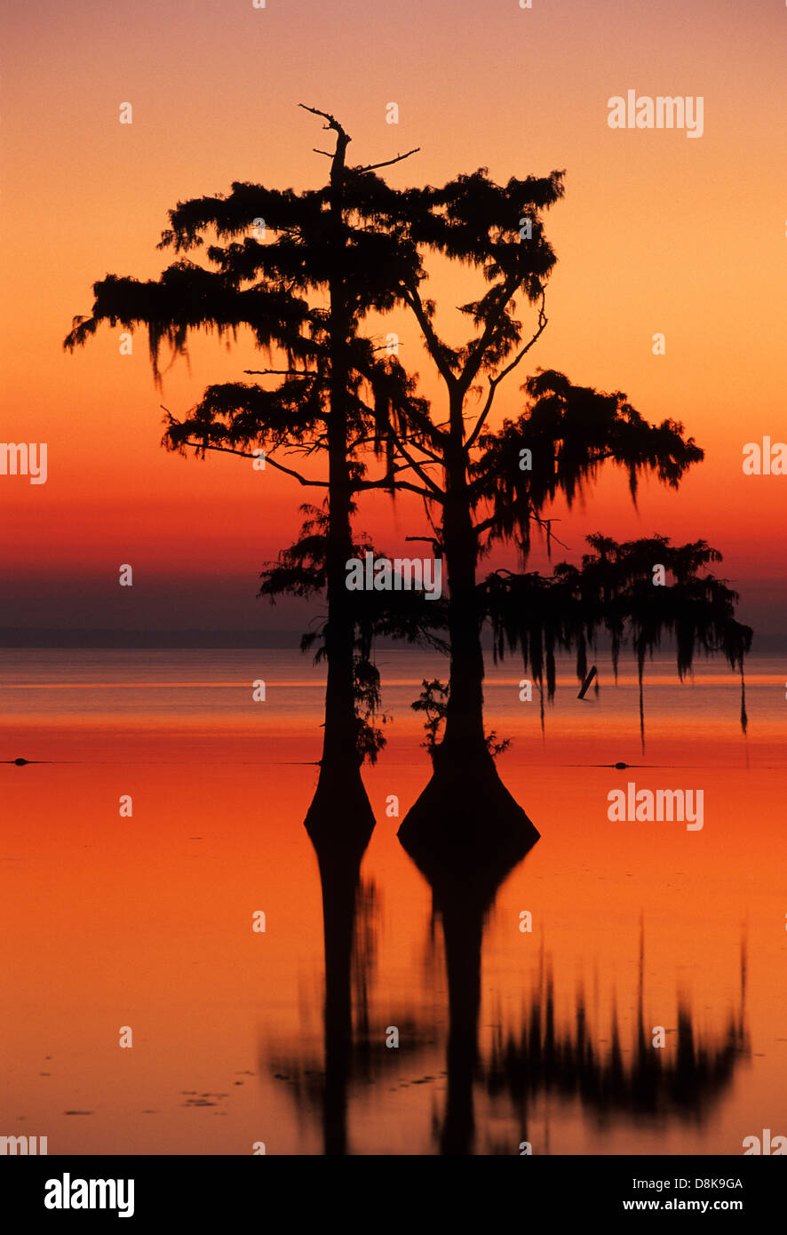 Elk283-4502v-Louisiana, Cajun Country, Morgan City, See Palourde Sonnenaufgang durch Spanisch Moos Stockfoto