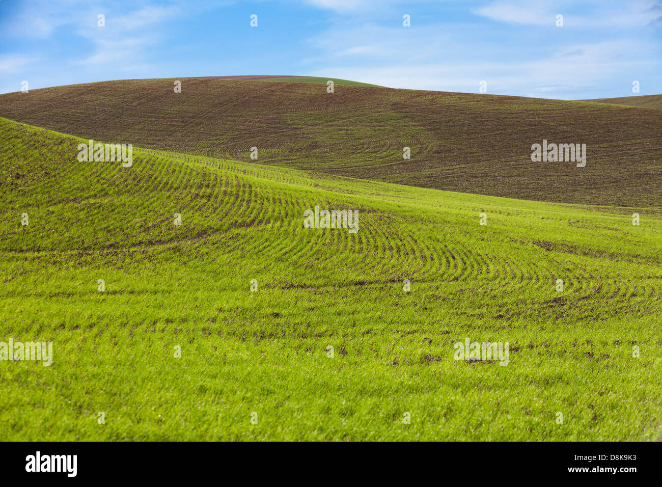 Ackerland und blauen Himmel, grüne Weizenfelder Stockfoto