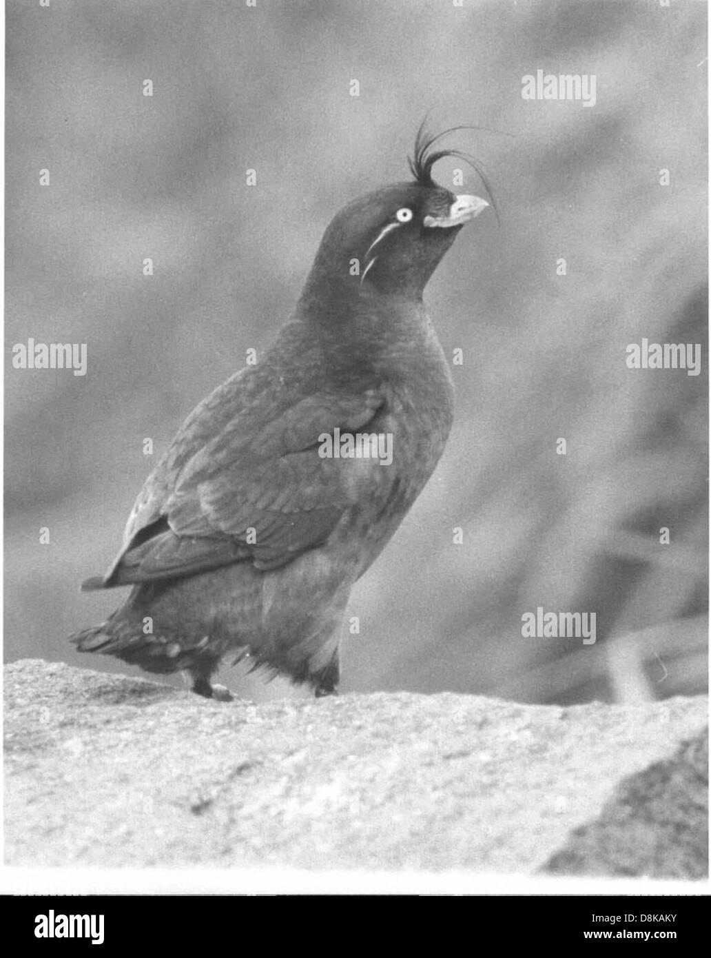 Vintage Foto des Vogels. Stockfoto