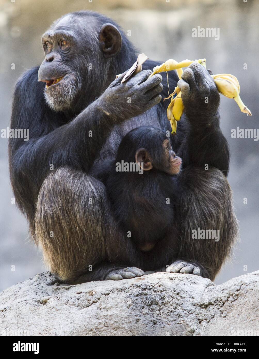 30. Mai 2013 - Los Angeles, Kalifornien, USA - Schimpansen-Mutter, isst Gracie Banane mit ihrem weiblichen Baby, unbenannte Donnerstag, 30. Mai 2013 an die Schimpansen von Mahale Mountains-Ausstellung im Zoo von Los Angeles. In den vergangenen zehn Monaten hatte der Los Angeles Zoo drei Schimpansenjungen geboren. Der erste benannte Zuri geboren, Mutter Regina am 23. Juli 2012. Am 8. März 2013, gebar Yoshi Uki und schließlich am 22. April 2013, Gracie gebar eine noch unbenannte Säugling. Alle drei Jugendliche sind Weibchen. Stockfoto