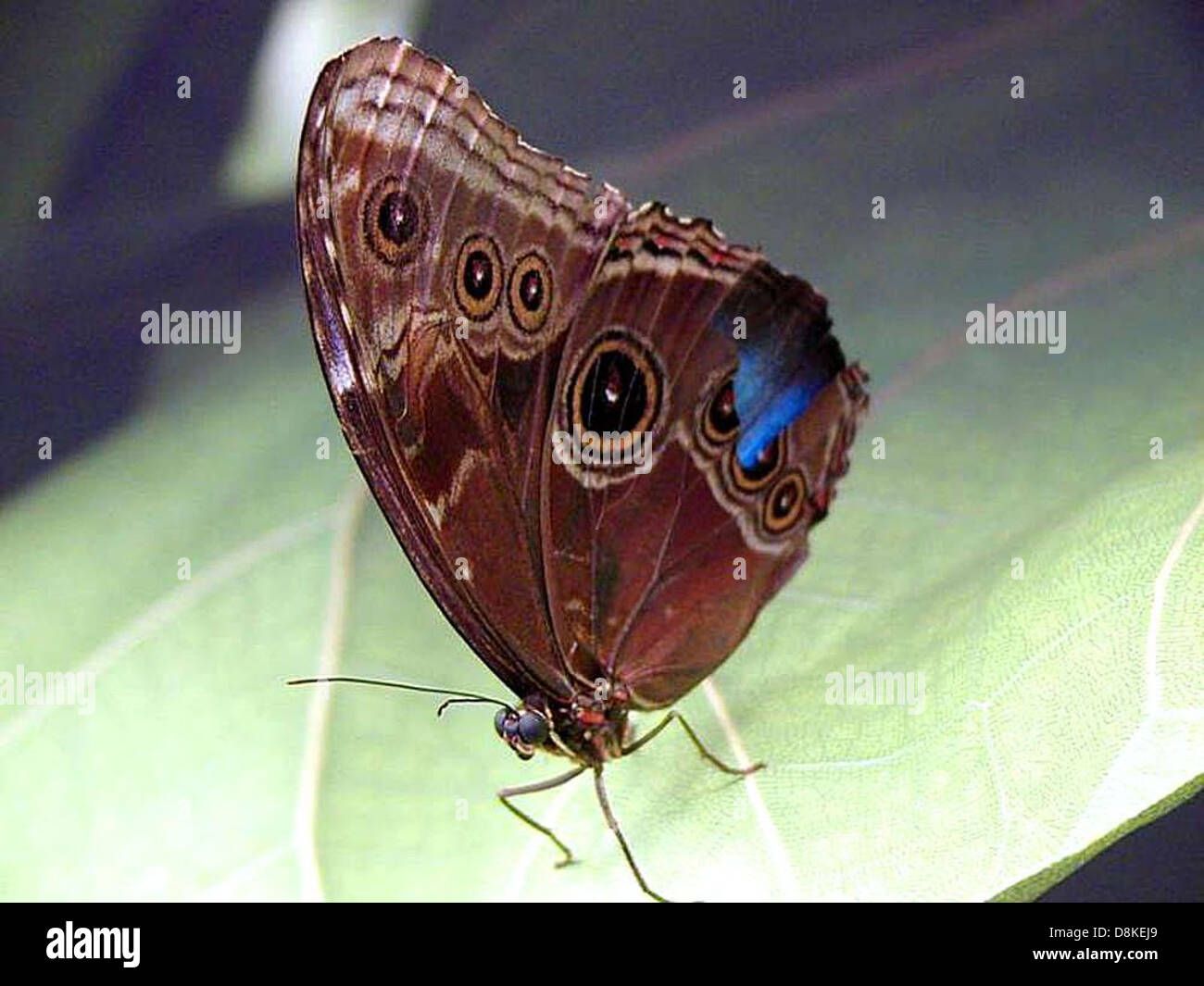 Ein Schmetterling liegt auf einem grünen Blatt und zeigt seine zarten Flügel und seine natürliche Tarnung. Das lebendige Insekt fügt sich nahtlos in das Blatt ein und unterstreicht die Schönheit der komplexen Details der Natur. Stockfoto