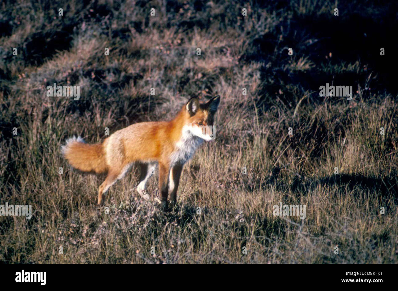 Ein Rotfuchs, ein geschickter Raubtier, bewegt sich heimlich durch seinen natürlichen Lebensraum. Sein orange-rotes Fell und die spitzen Ohren machen ihn zu einer markanten Figur in der Wildnis. Stockfoto