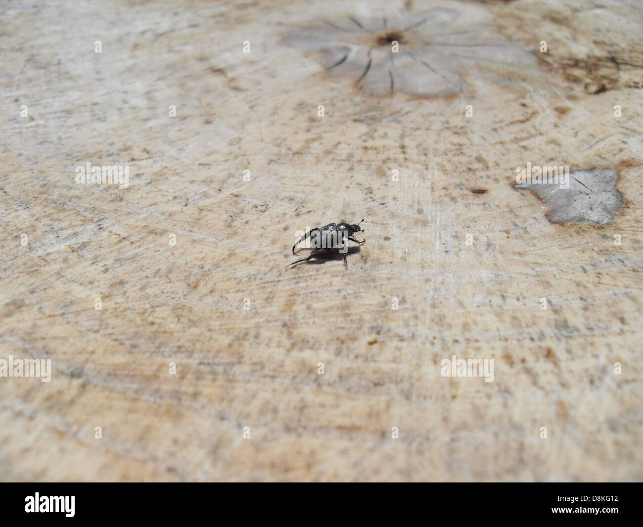 Dieses Bild zeigt einen kleinen schwarzen Käfer auf einem Baumstumpf. Käfer sind eine vielfältige Gruppe von Insekten, und viele Arten spielen eine wichtige Rolle beim Abbau organischer Materie in natürlichen Ökosystemen. Stockfoto