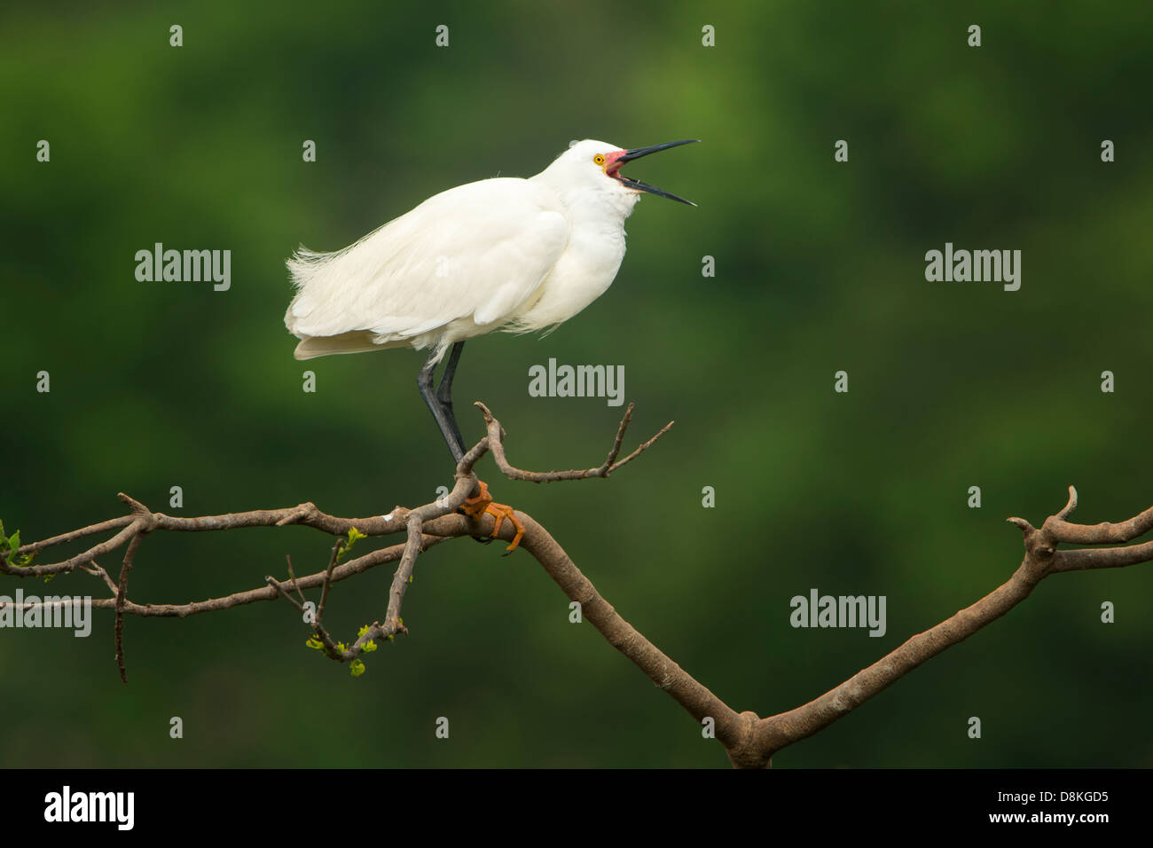 Ein Weißer Reiher (Egretta unaufger) vocalizing, High Island, Texas Stockfoto