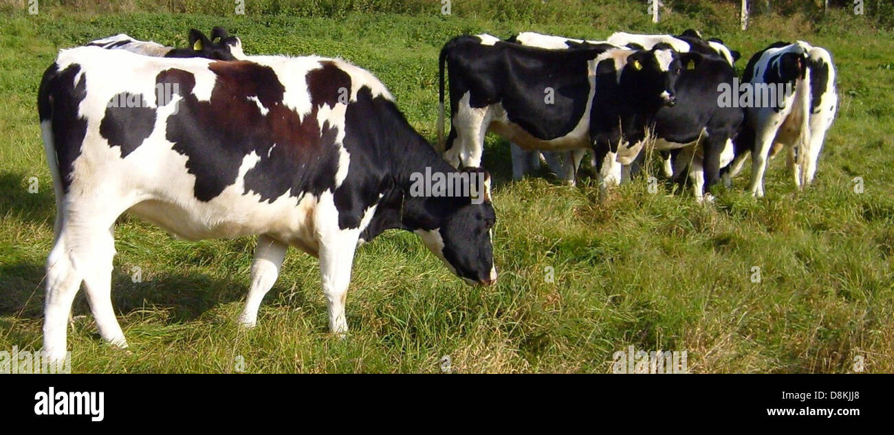 Eine Herde holsteinischer Kühe, die auf einem Feld weiden, vor einer offenen Landschaft. Die schwarz-weißen Milchkühe sind eine für die Milchproduktion bekannte Rasse. Dieses Bild erfasst die ländliche Landwirtschaft und zeigt die Kühe als Teil des landwirtschaftlichen Lebens. Stockfoto