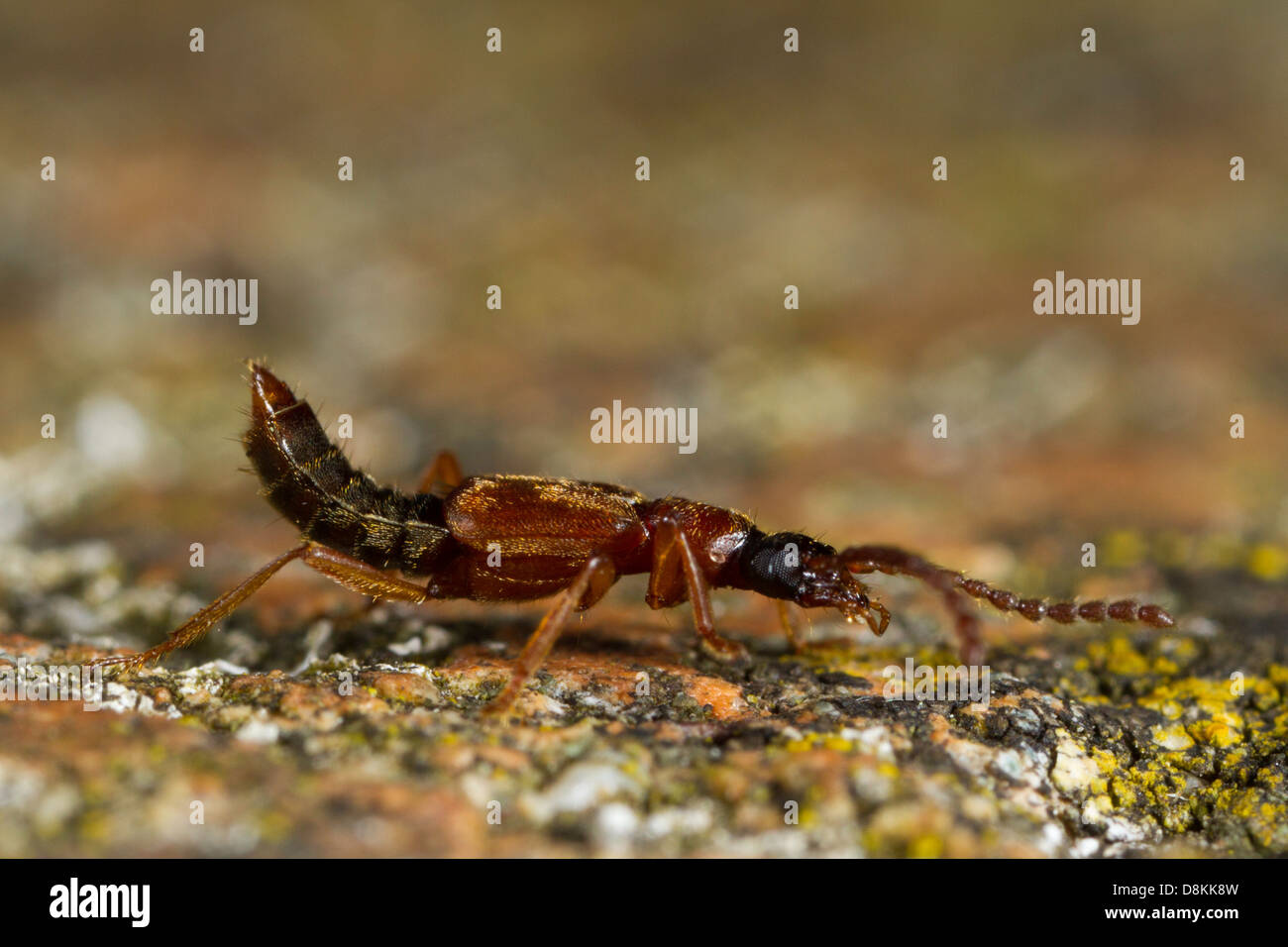 Rove Käfer (Staphylinidae) Stockfoto