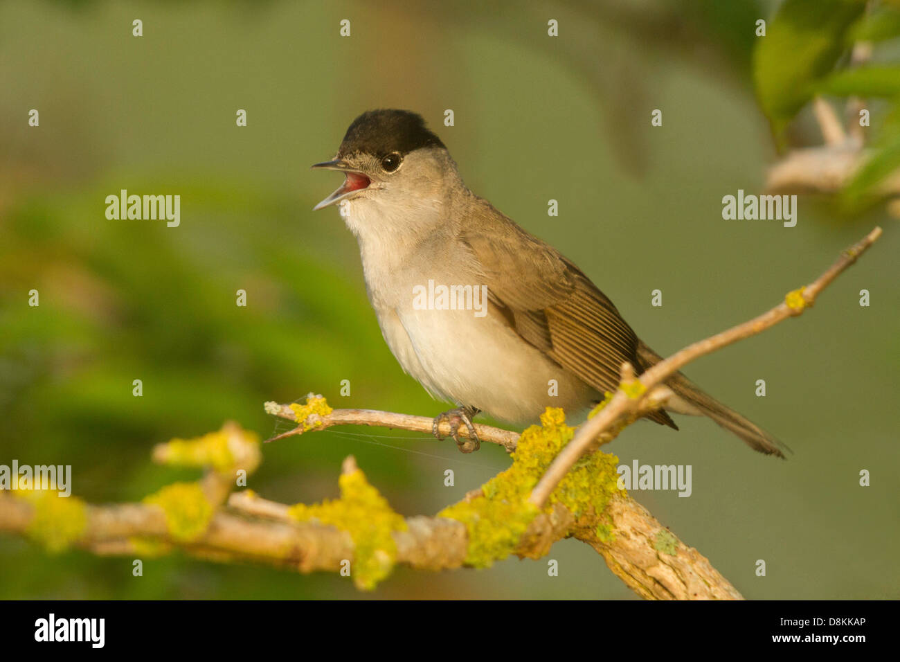 männliche Mönchsgrasmücke (Sylvia Atricapilla) singen aus einem Weißdorn-Busch Stockfoto