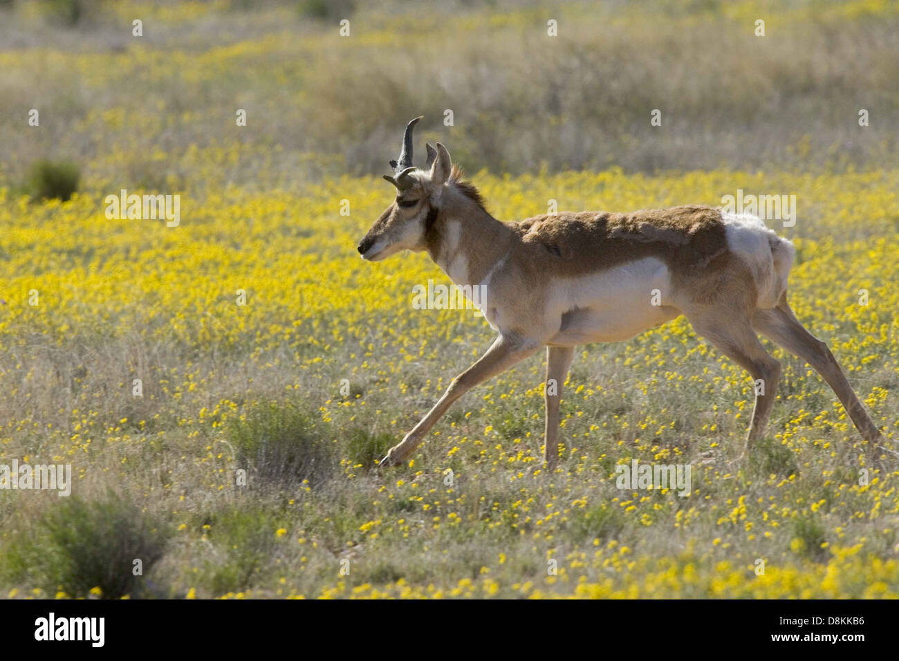 Eine Gabelantilope bewegt sich vorsichtig über eine Wiese, deren markante weiße und braune Markierungen sichtbar sind. Dieses für seine Geschwindigkeit bekannte nordamerikanische Säugetier kann unglaubliche Laufgeschwindigkeiten erreichen, selbst auf offenen Feldern. Stockfoto