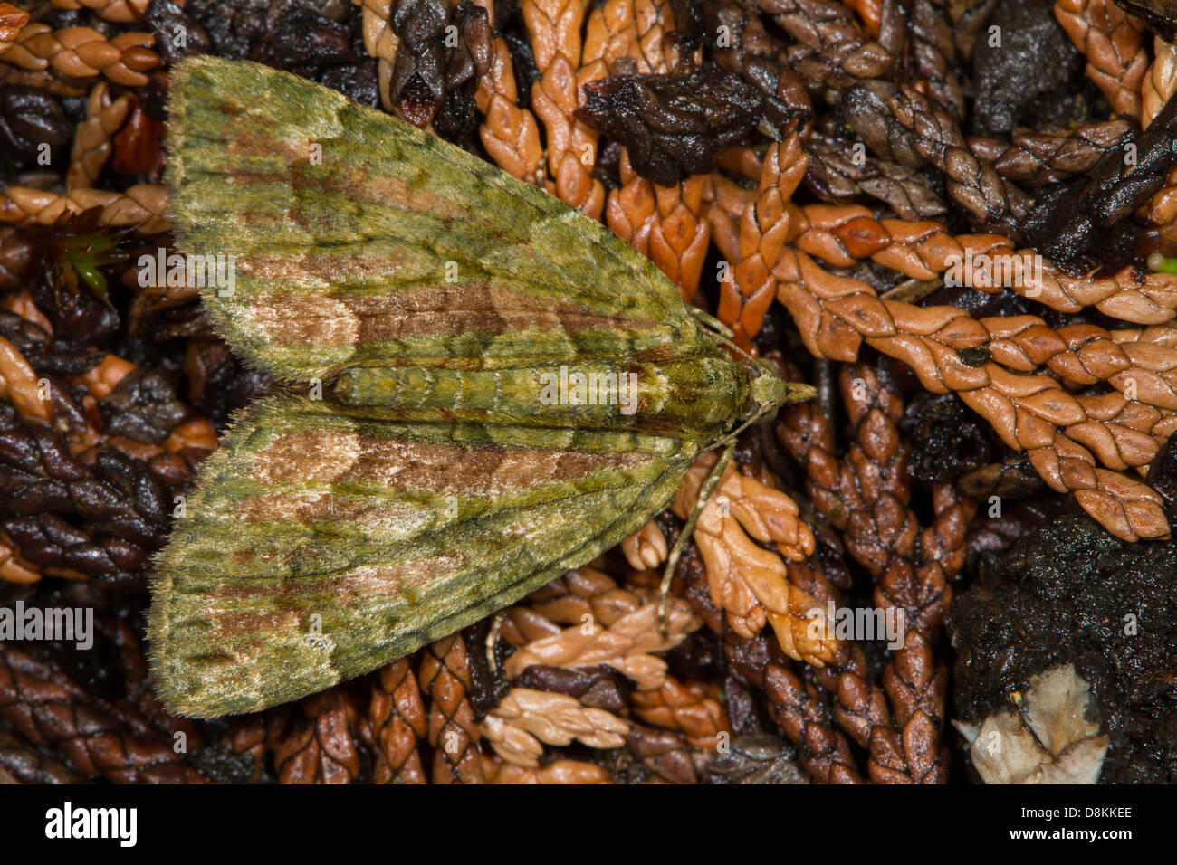 Rot-grüne Teppich (Chloroclysta Siterata) Stockfoto Rot-grüne Teppich (Chloroclysta Siterata) Stockfoto