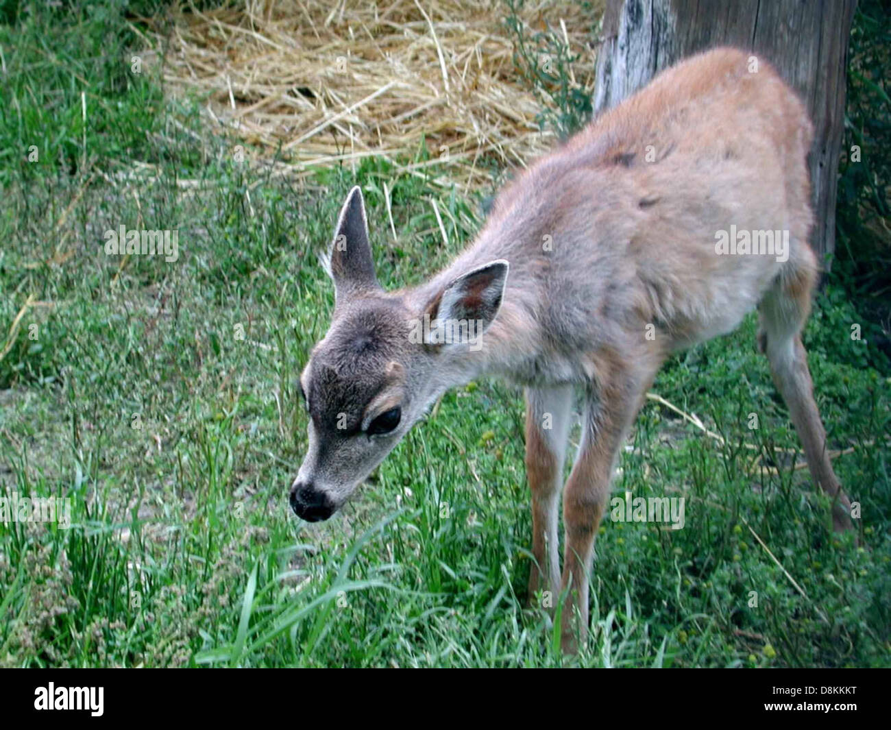Ein junger Sitka-Schwarzschwanz-Hirsch (Odocoileus hemionus sitkensis) in seinem natürlichen Waldhabitat. Der in den Küstenregionen Alaskas heimische Hirsch ist bekannt für sein markantes Fell und seine Seezunge. Stockfoto