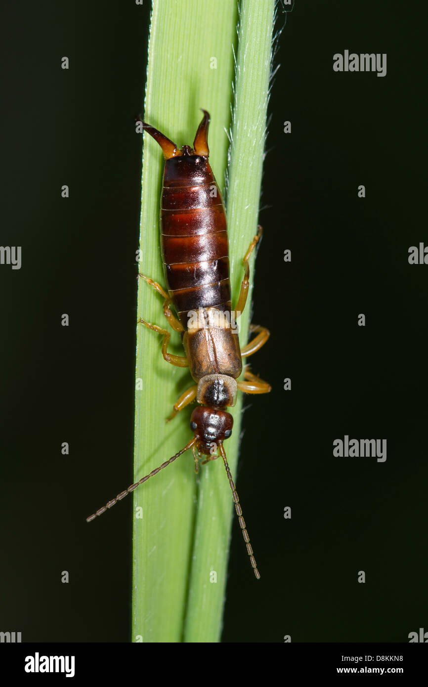 Gemeinsamen Ohrwurm (Forficula Auricularia) Stockfoto