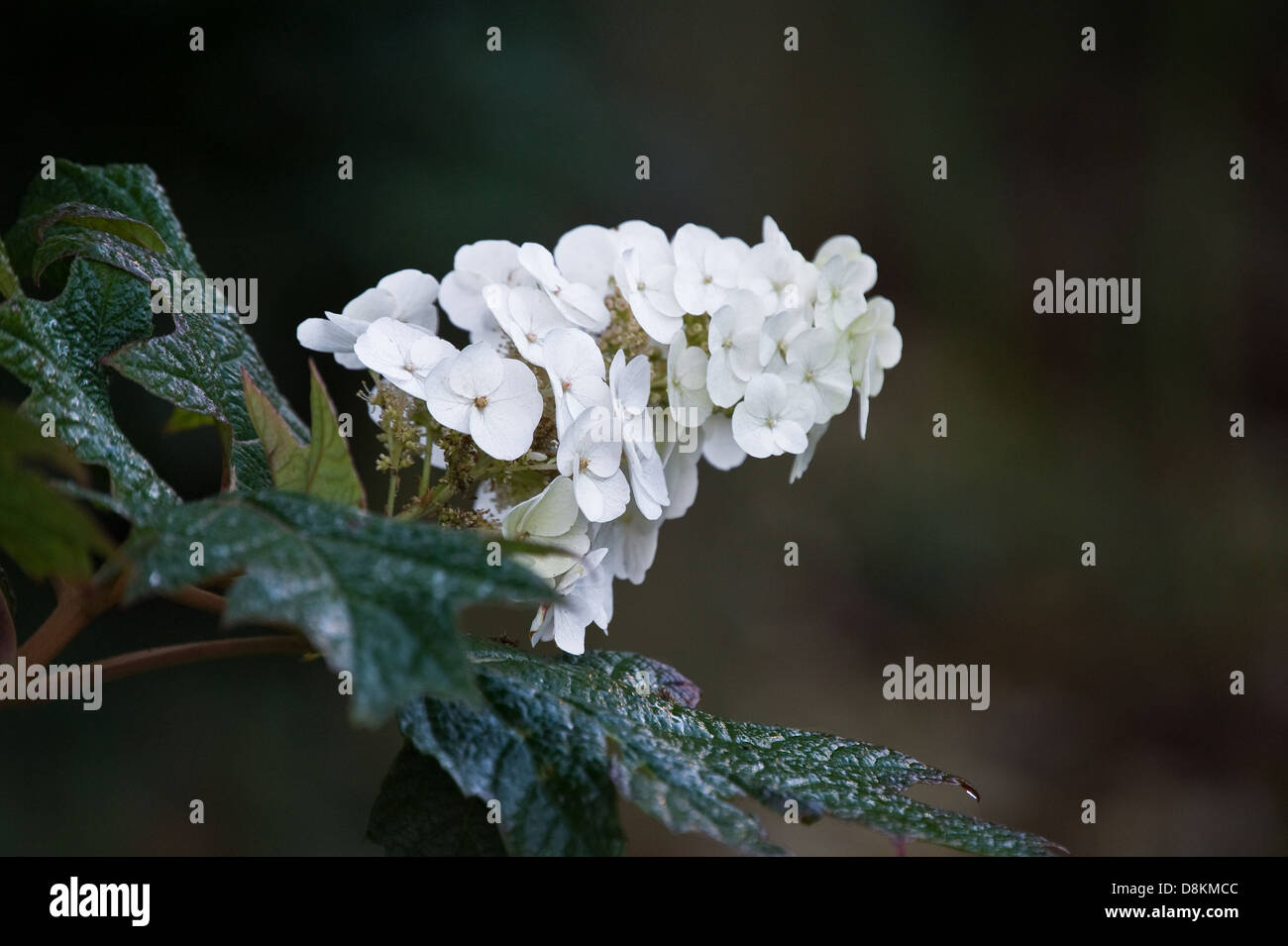 Hydrangea Quercifolia Snow Queen Stockfoto