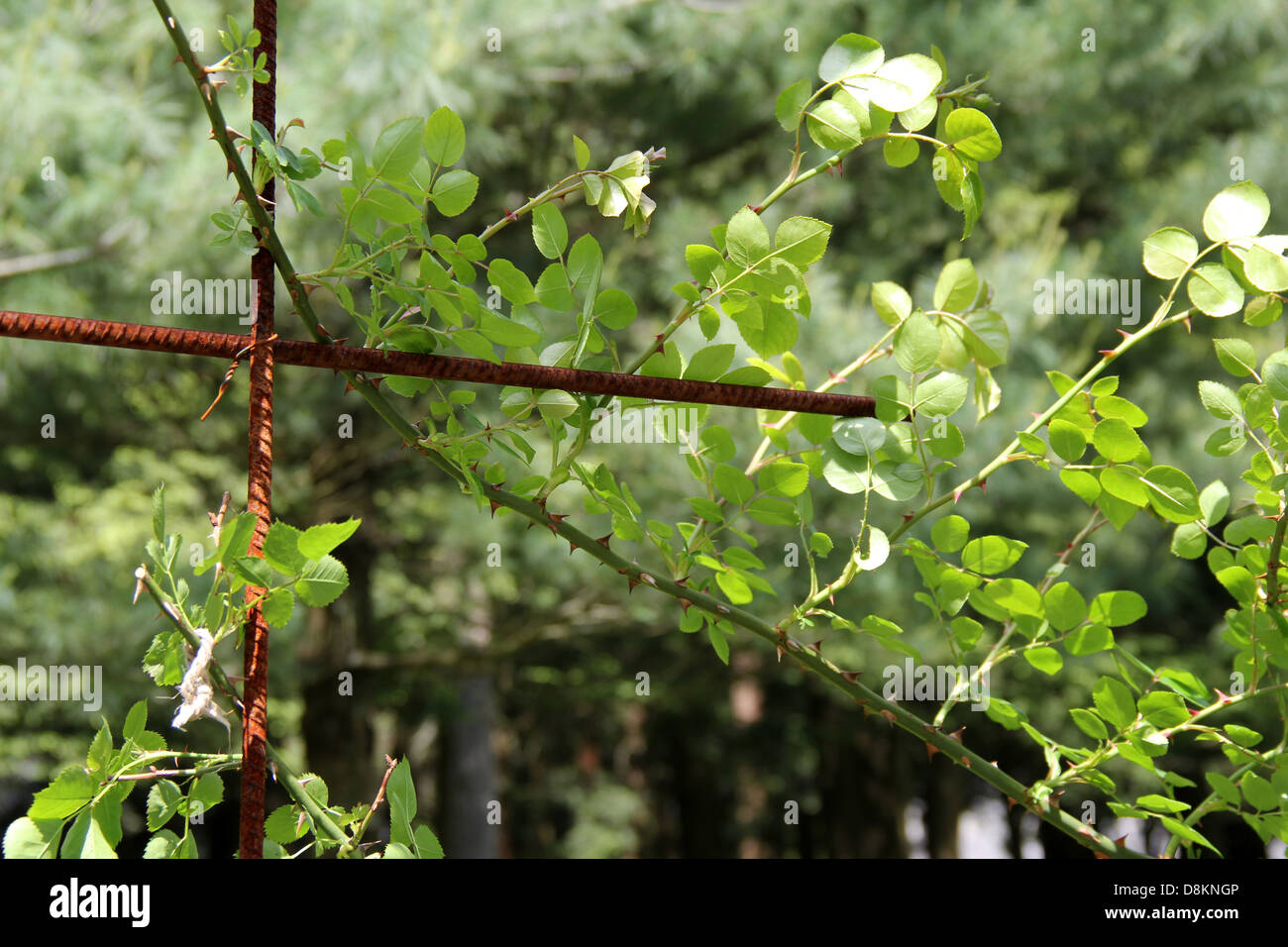 Alten verrosteten Draht, der verwendet wird, um die Rosenstöcke heranzuwachsen und um ihn herum in Gartenlandschaft zu trainieren. Stockfoto