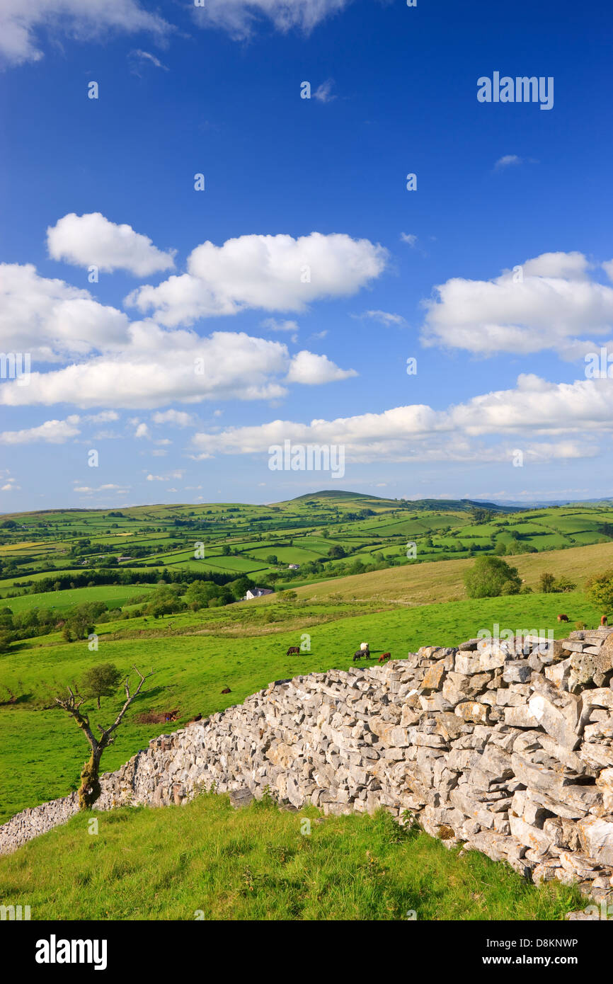 Steinwand in einer ländlichen Gegend Llangadog Llandeilo Carmarthenshire Wales Stockfoto