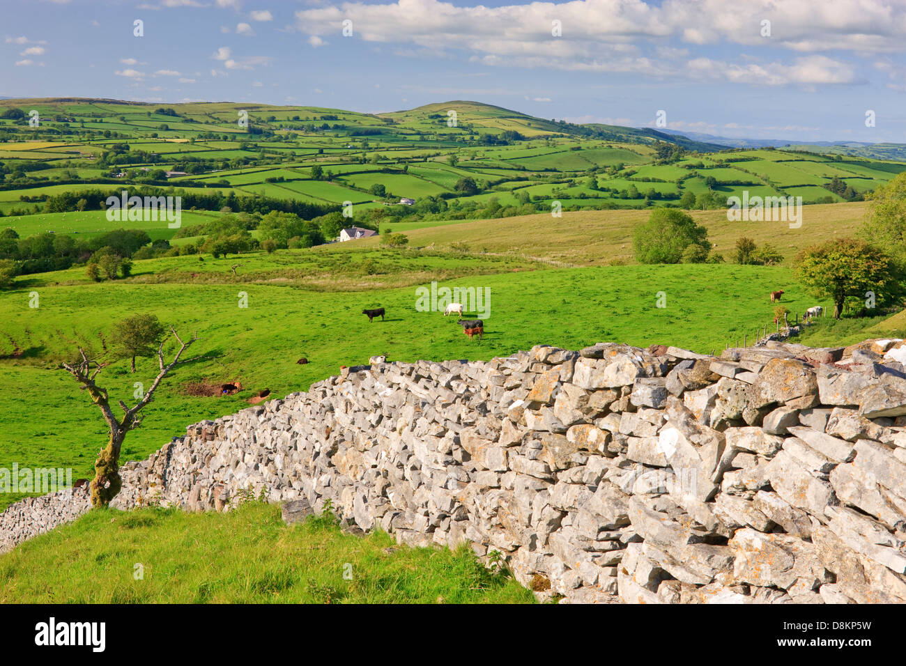 Steinwand in einer ländlichen Gegend Llangadog Llandeilo Carmarthenshire Wales Stockfoto