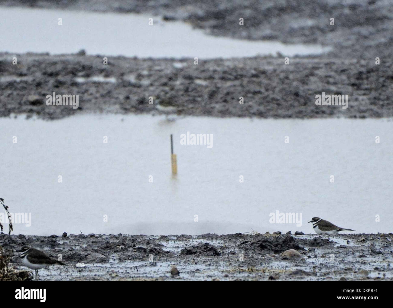 Ein Pool mit einer großen Menge Schlamm, in der Nähe ist ein Vogel. Das schlammige Wasser kann auf einen natürlichen Lebensraum oder eine saisonale Umgebung hinweisen, in der Vögel häufig in solchen Gebieten zum Füttern oder Nisten vorkommen. Stockfoto