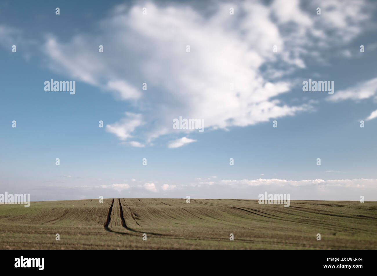 Feld in Teutschenthal Saalekreis District, Sachsen-Anhalt, Deutschland Stockfoto