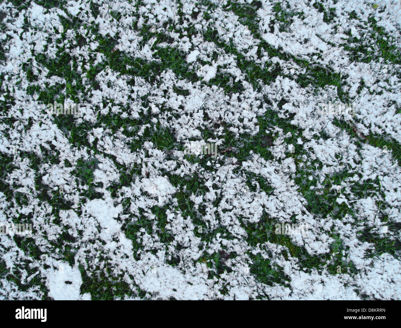Diese Abbildung zeigt einen mit einer hellen Schneeschicht bedeckten Grasstreifen, der den Kontrast zwischen grünem Gras und weißem Schnee auf dem Boden unterstreicht. Stockfoto