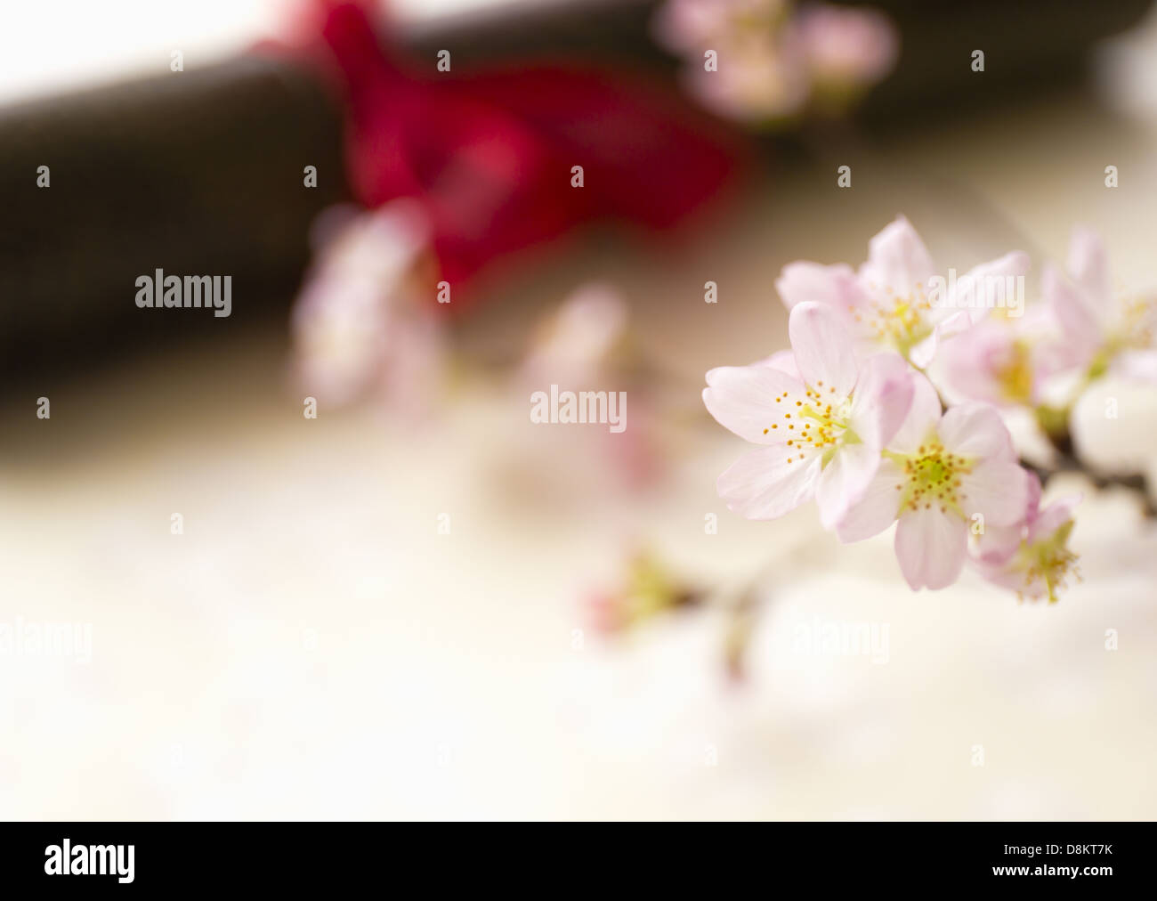Kirschblüten und Diplom-Rohr Stockfoto