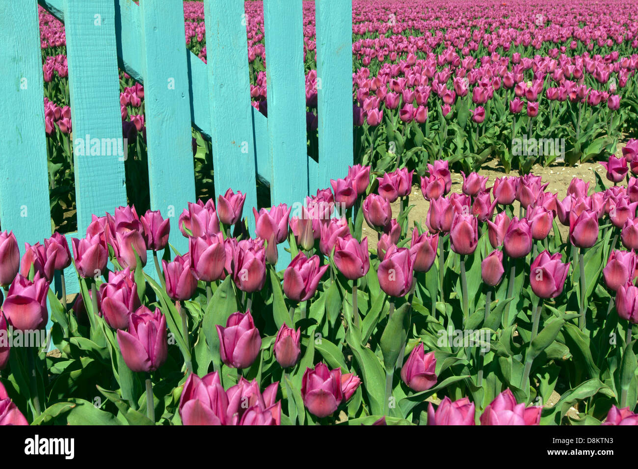 Tulpen in Blumen- und blauen Zaun Swaffham Norfolk Stockfoto