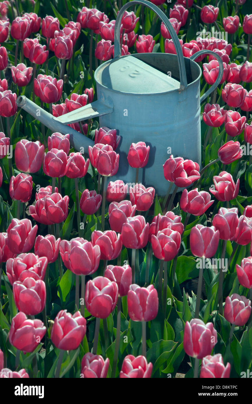 Tulpen in Blumen- und Gießkanne Stockfoto