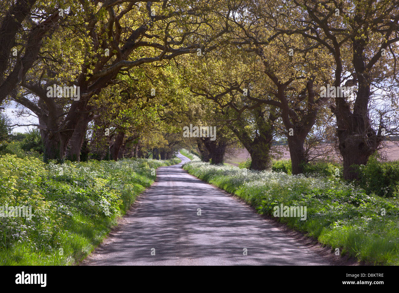 Eichen säumen Feldweg in der Nähe von Walsingham Norfolk Stockfoto