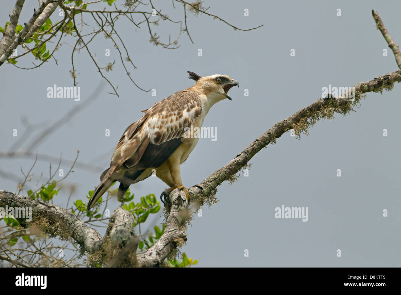 Unreife Crested Hawk Eagle Nisaetus cirrhatus Stockfoto