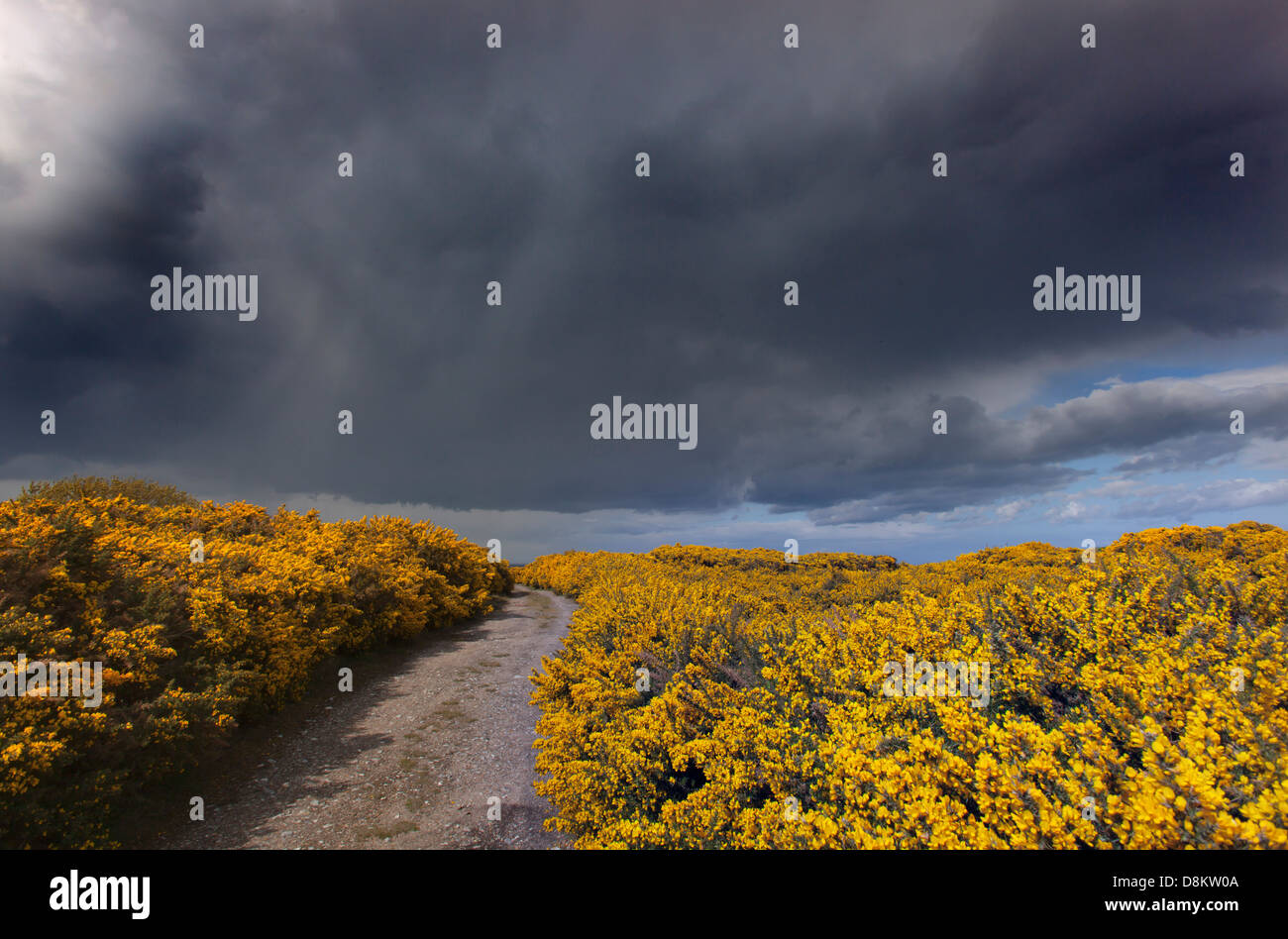 Stechginster blüht auf Salthouse Heide Norfolk im Frühjahr Stockfoto