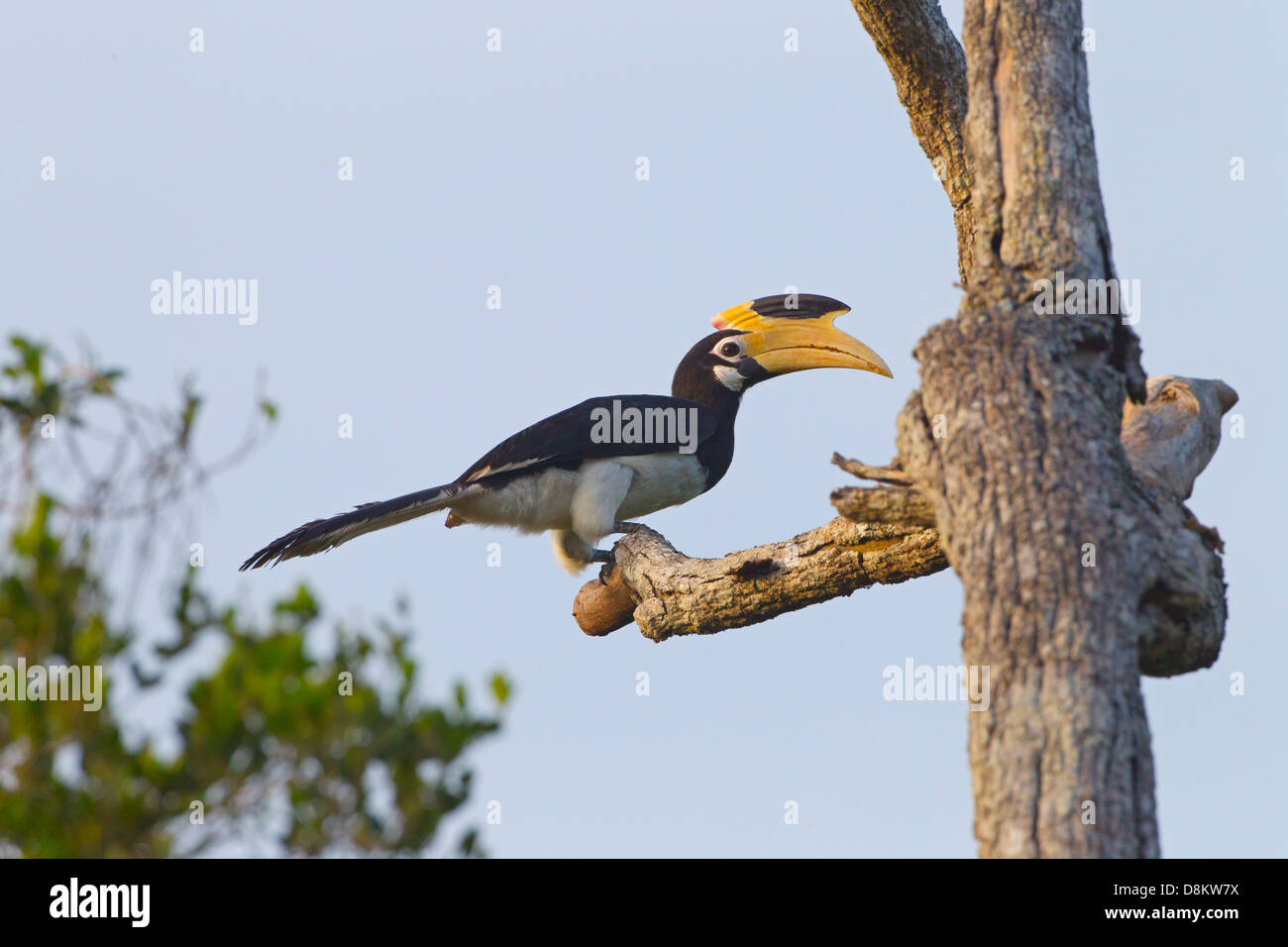 Malabar Pied Hornbill Anthracoceros coronatus Stockfoto