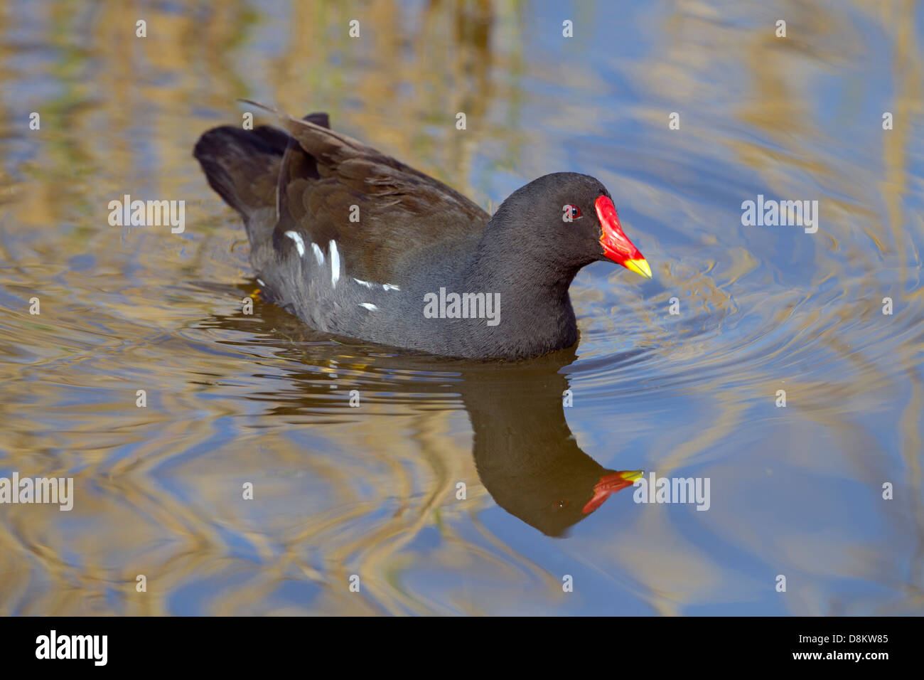 Sumpfhuhn Gallinula chloropus an cley Naturschutzgebiet Norfolk Stockfoto