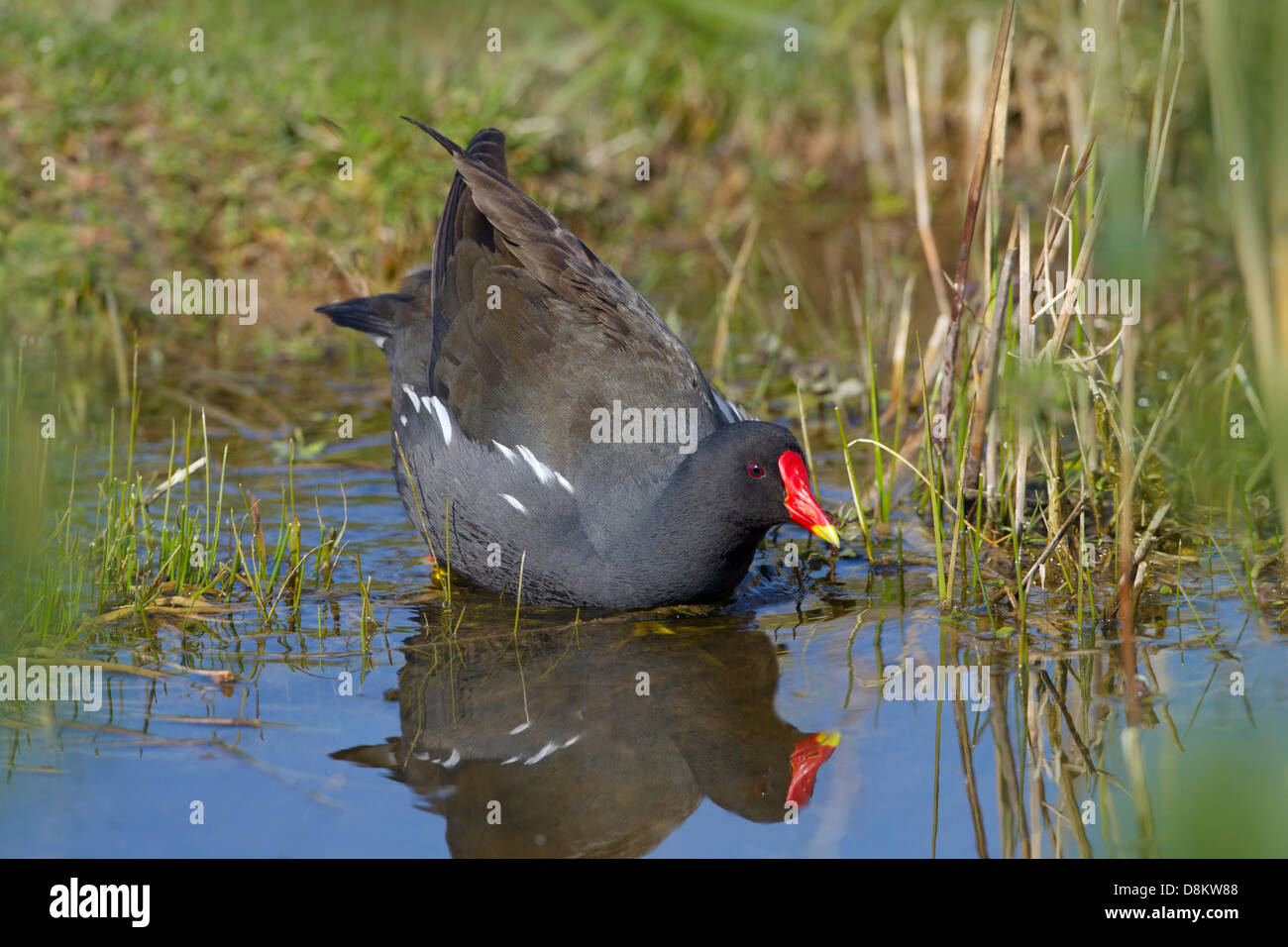 Sumpfhuhn Gallinula chloropus an cley Naturschutzgebiet Norfolk Stockfoto