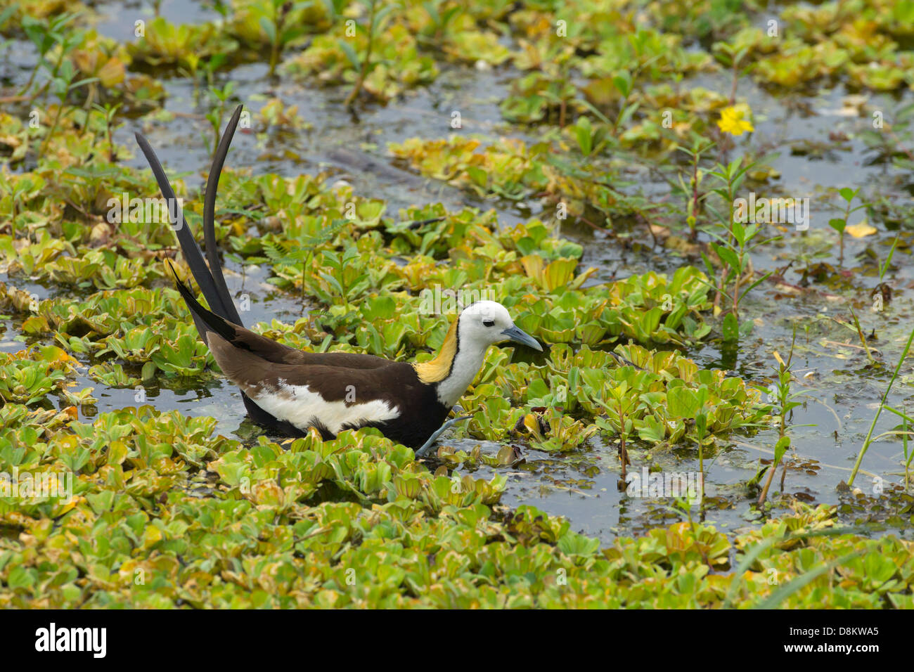 Fasan-tailed Jacana Hydrophasianus Chirurgus Fütterung im Teich Stockfoto