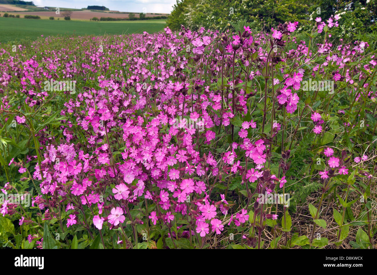 Red Campion Silene Dioica auf Feld Marge Norfolk UK Mai Stockfoto